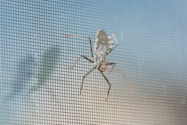 From Annoying to Dangerous: What Kind of Bugs Are Getting Through Your Screens?